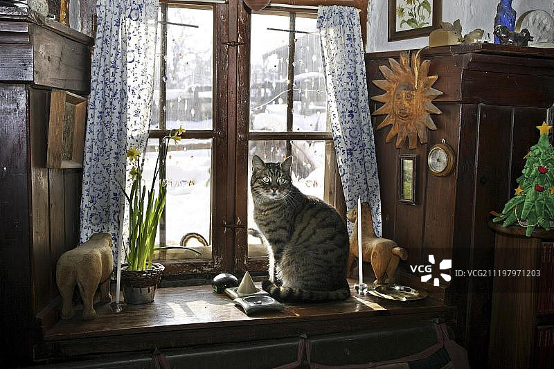 猫咪坐在窗台上，典型的巴伐利亚老房子，德国基姆高图片素材