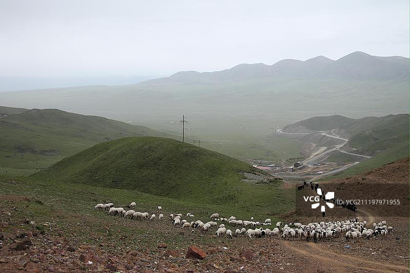 中国青海省藏族聚居区，8月路边过度放牧的山丘上的羊群和牦牛图片素材