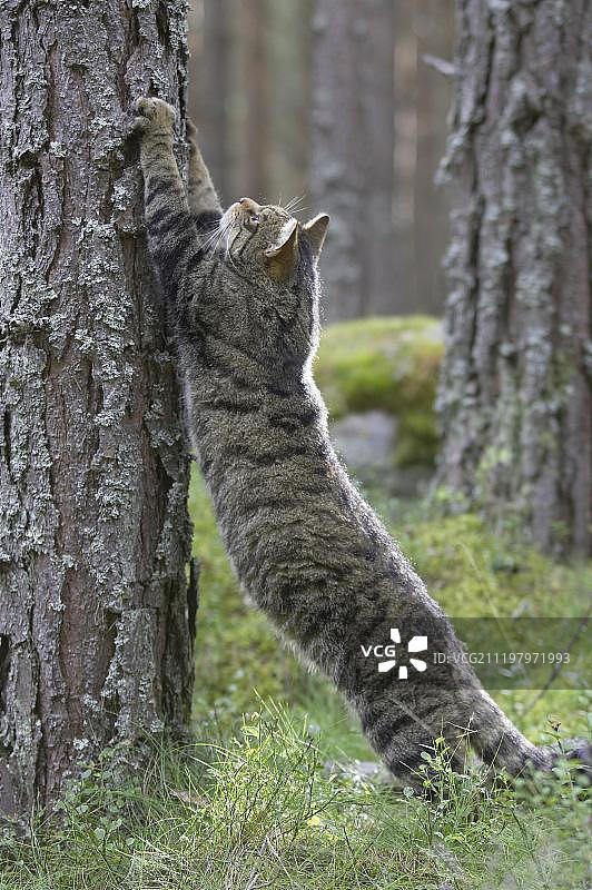 欧洲野猫在苏格兰高地松树林中伸展身体图片素材