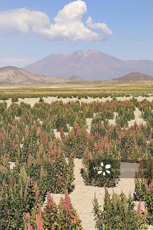 玻利维亚波托西藜麦田图片素材