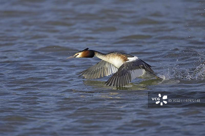 凤头䴙䴘成鸟从湖面起飞，英国沃里克郡图片素材