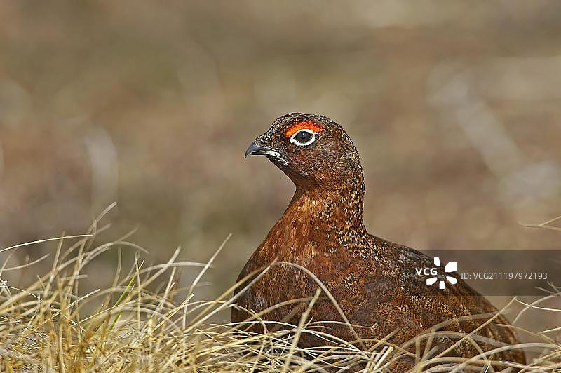 苏格兰的雄性红松鸡图片素材