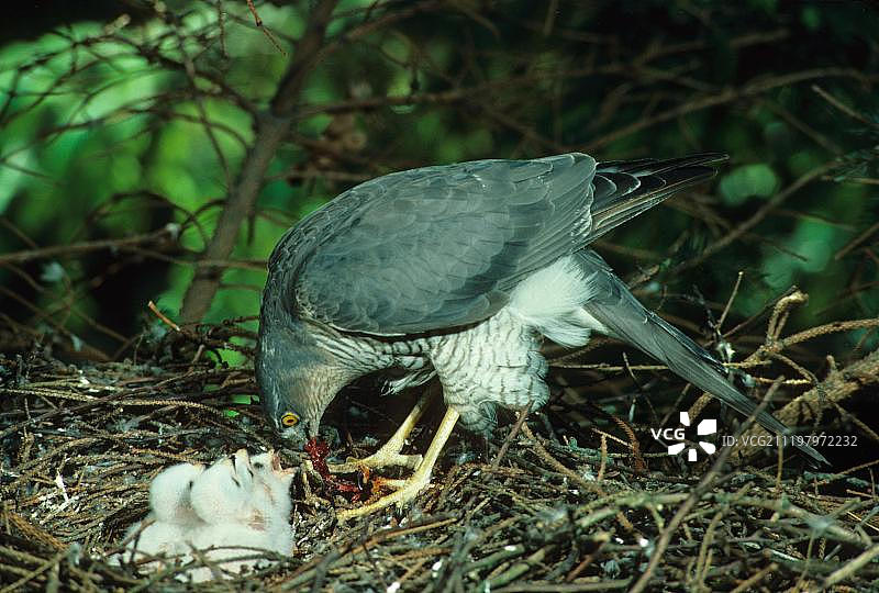 雀鹰在巢中喂食图片素材