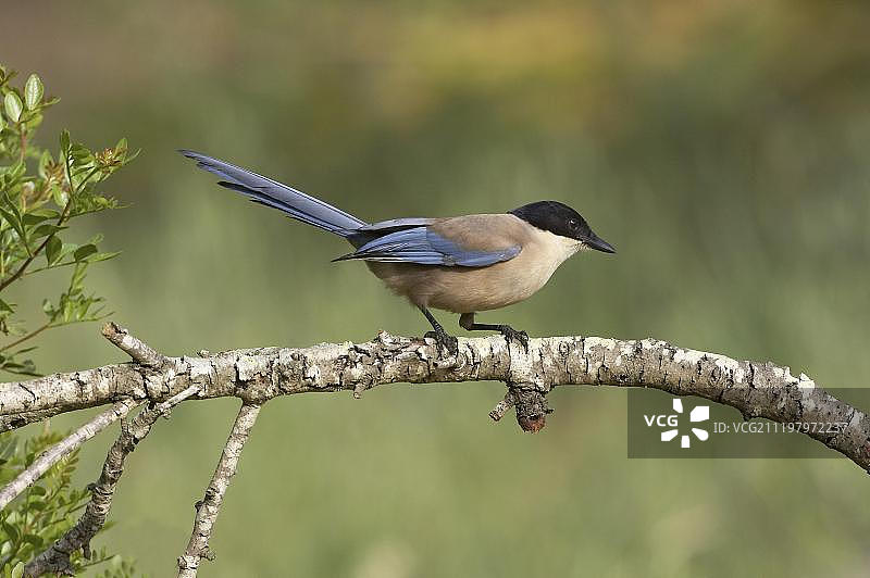 葡萄牙阿尔加维的蓝翅鹊图片素材