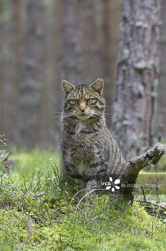 欧洲野猫，成年，站立在松树林中，苏格兰高地，英国，欧洲图片素材