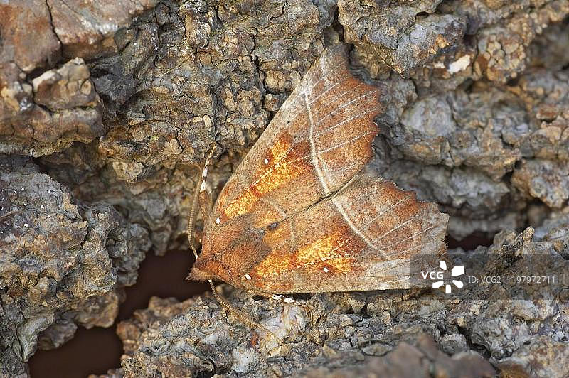 榆绿毛翅夜蛾成虫，栖息在柳树上，英国图片素材