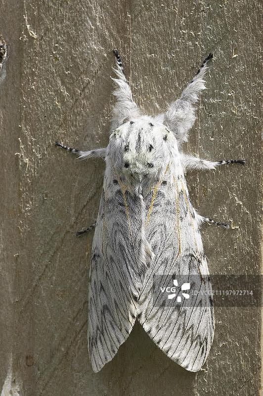 欧洲英国瓦里克郡花粉夜蛾图片素材