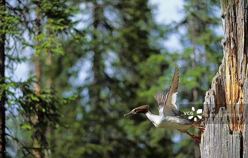 普通秋沙鸭（Mergus merganser），成年雌性，从树上的巢中飞出，欧洲，芬兰图片素材