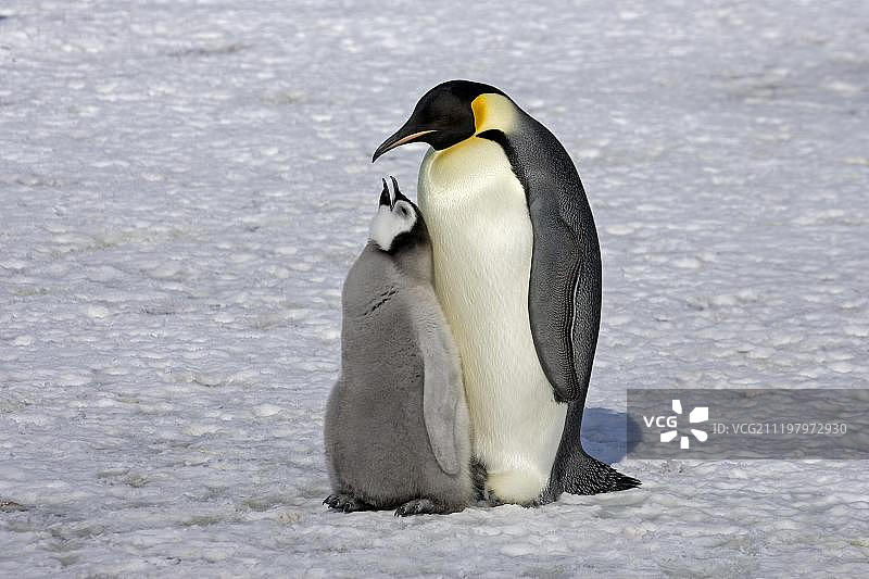 南极半岛斯诺希尔岛的帝企鹅（成年和幼崽）图片素材