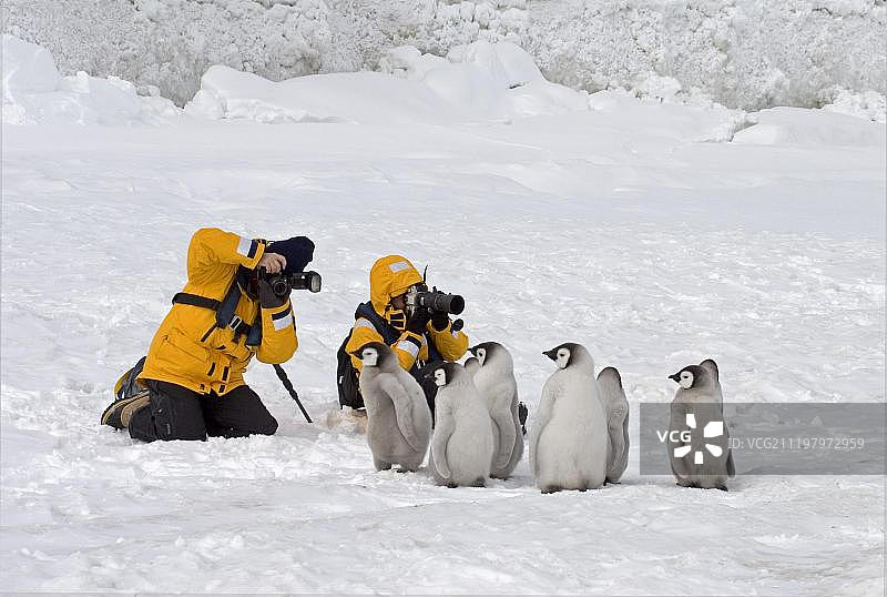 南极洲雪山岛上的帝企鹅幼崽与摄影师图片素材