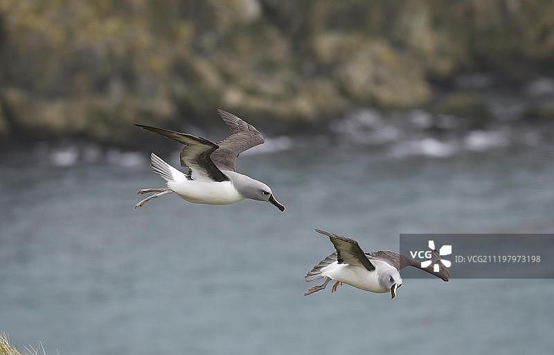 飞越南乔治亚海域的成年灰头信天翁图片素材