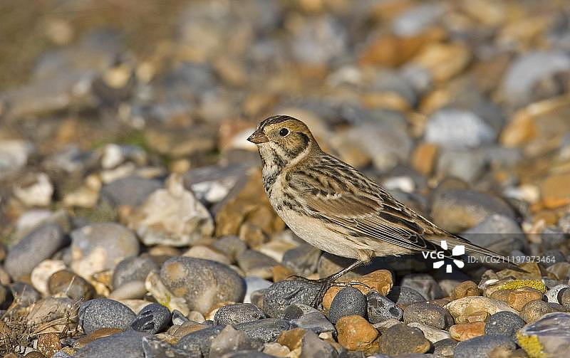拉普兰德鹀，冬季羽毛，站立在卵石上，英国诺福克郡图片素材