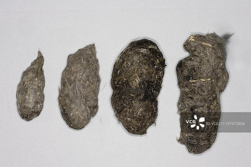 小鸮、长耳鸮、仓鸮和红鸢的食团图片素材