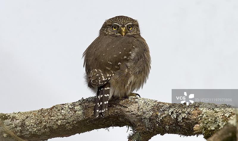 栖息在树枝上的棕色侏儒猫头鹰，巴西，南美洲图片素材