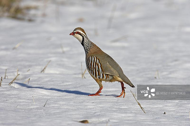 雪地里的红腿石鸡图片素材