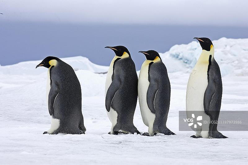 四只成年帝企鹅，站在雪地上，南极洲雪丘岛，南极半岛图片素材