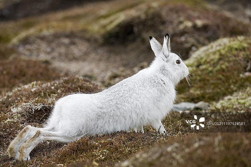 雪兔（Lepus timidus），成年，白色冬装，伸展图片素材