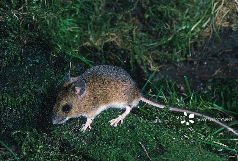 站在苔藓上的田鼠图片素材