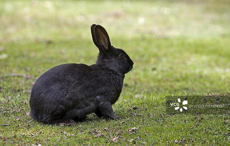 成年黑色的欧洲兔图片素材