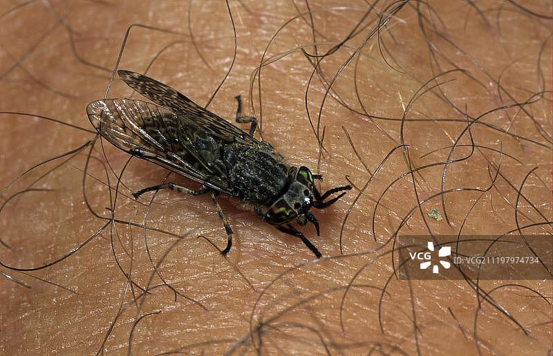 马蝇叮咬摄影师的手图片素材