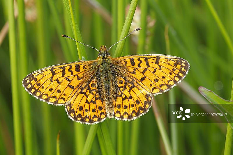 威尔士：停留在茎上的小型珍珠边蛱蝶图片素材
