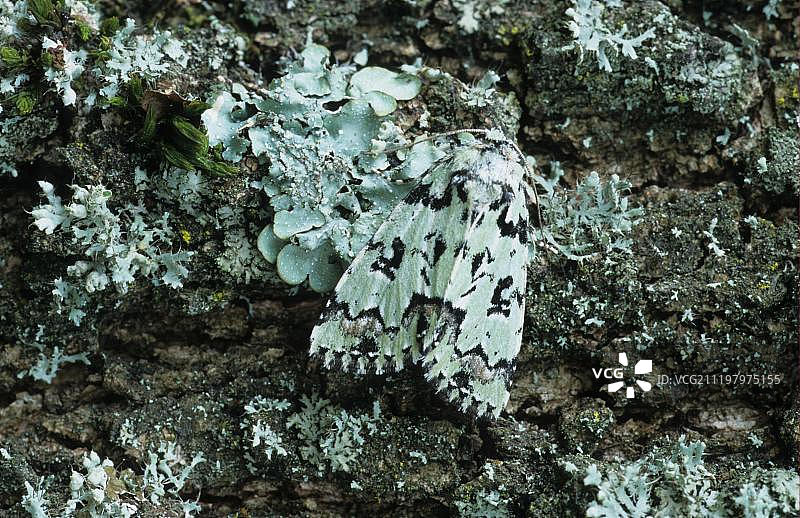 地衣上的夜蛾图片素材