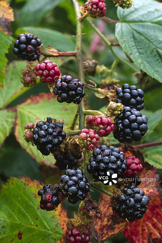 悬钩子（黑莓），成熟和未成熟的黑莓，威尔士波伊斯图片素材