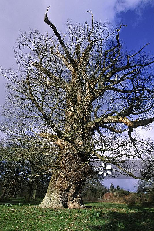 英国赫里福德郡克罗夫特城堡的无梗花栎图片素材