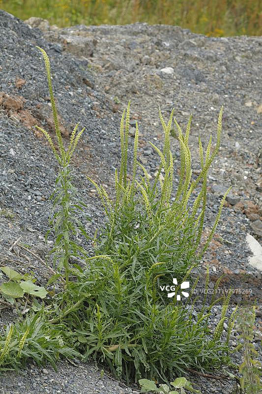 菘蓝开花，生长在采石场的废石堆上，威尔士，英国，欧洲图片素材