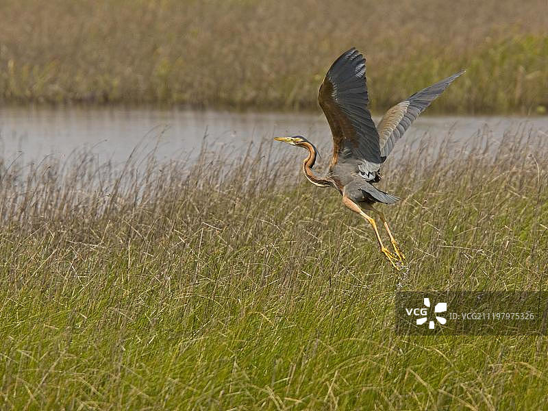 成年草鹭从沼泽起飞，科托多尼亚纳国家公园图片素材