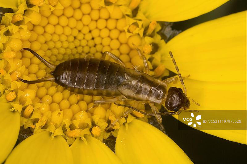 正在花上觅食的雄性欧洲球螋图片素材