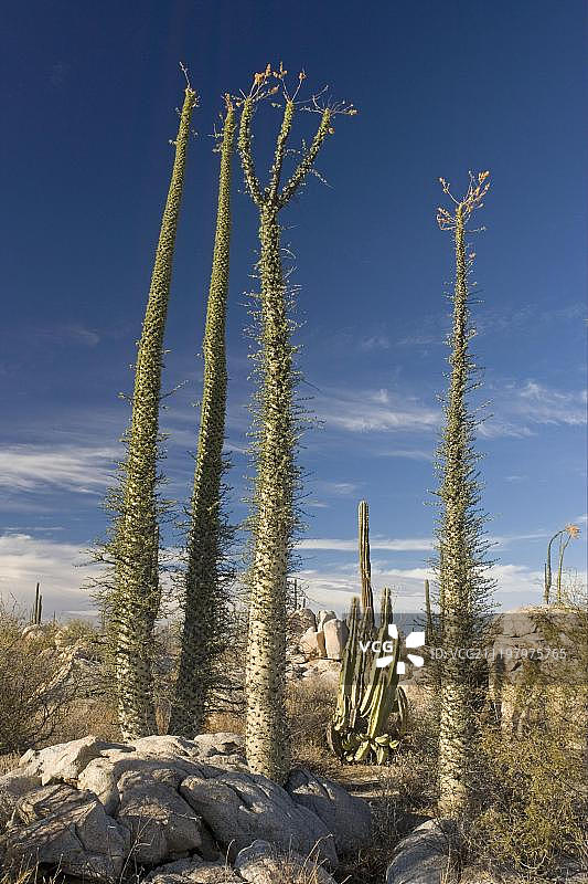 墨西哥下加利福尼亚索诺兰沙漠仙人柱树图片素材