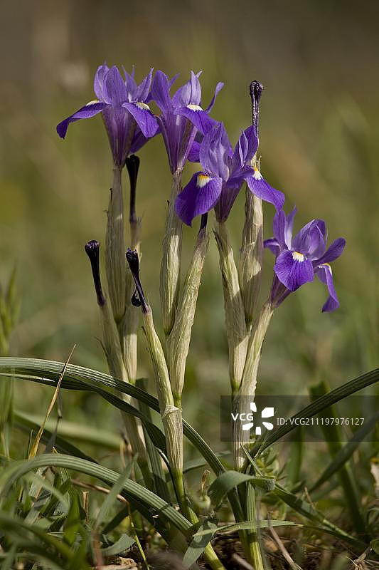 西班牙安达卢西亚开花的巴巴里坚果图片素材