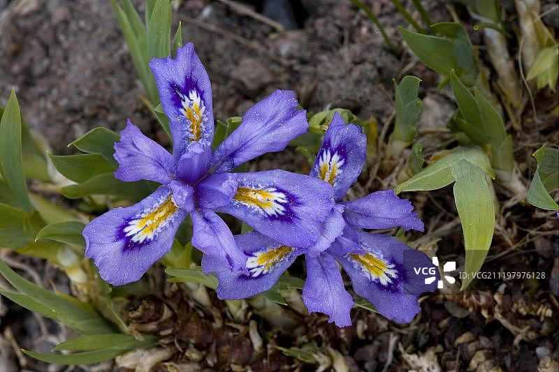 湖矮鸢尾花，美国图片素材