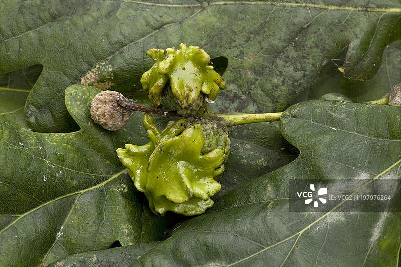 瘿蜂（Andricus quercuscalicis），常见橡树（Quercus robur）橡子上图片素材