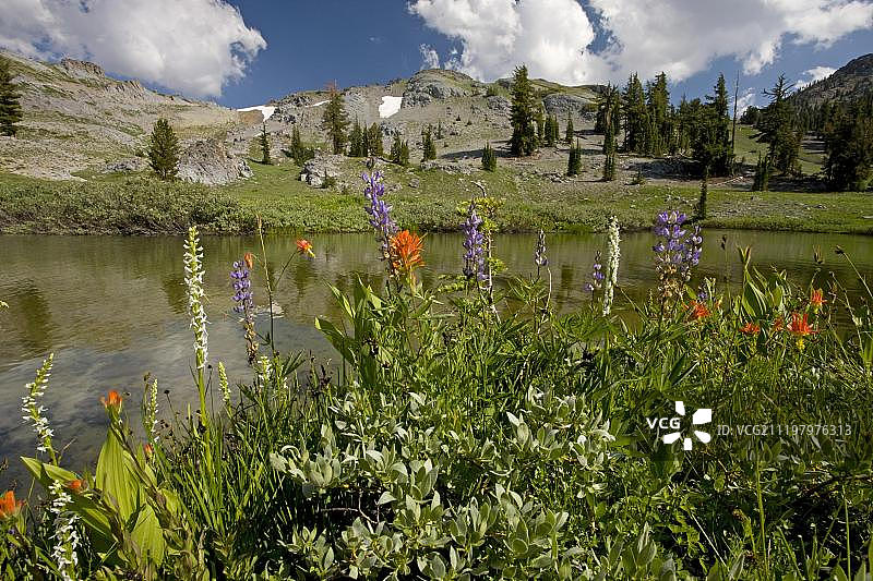 高山湖畔生长的什锦野花图片素材