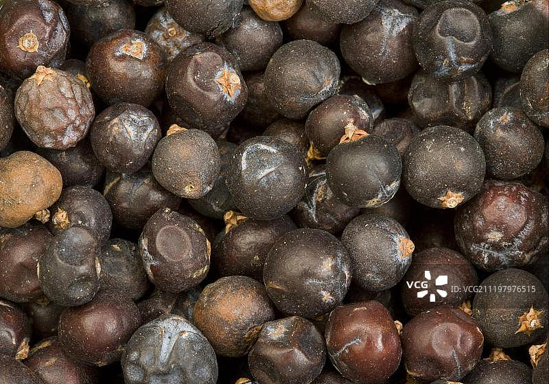 普通刺柏浆果图片素材