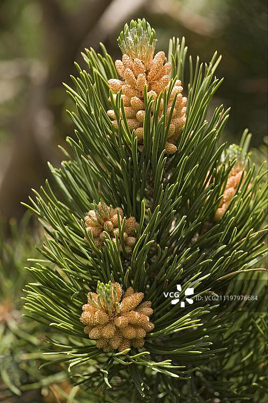 开花的山松(松属uncinata)，比利牛斯山脉，西班牙，欧洲图片素材