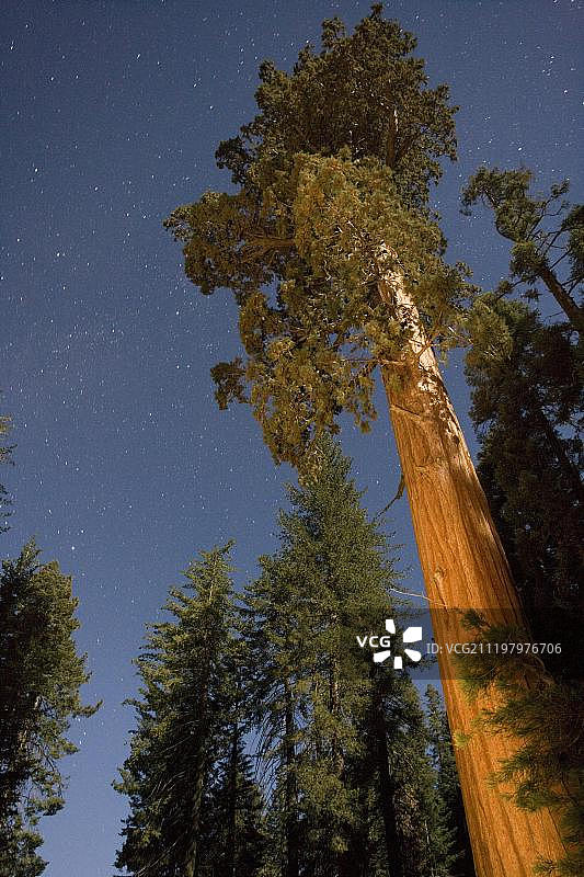 美国加州红杉国家公园夜景图片素材