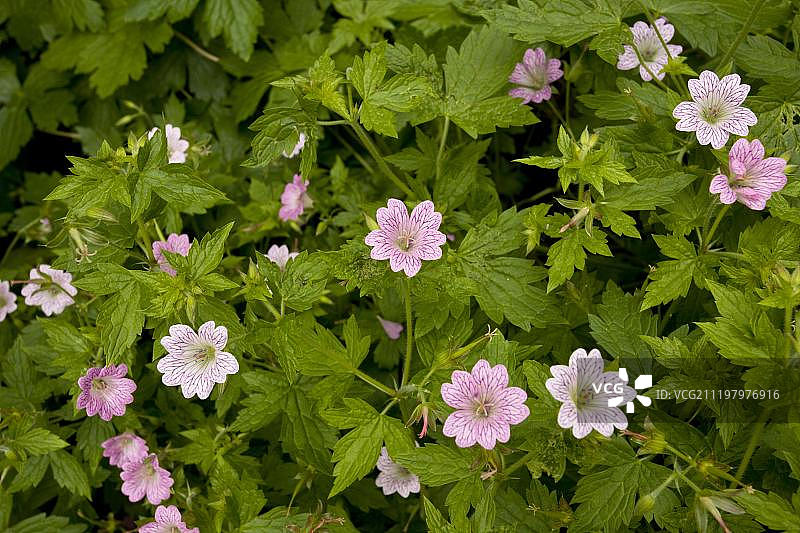 开花的铅笔老鹳草（Geranium versicolor）图片素材