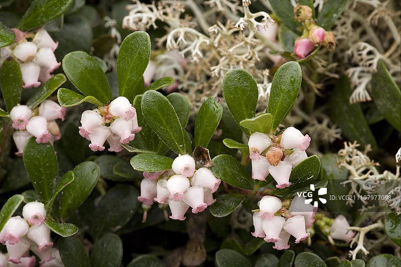熊果（熊果），花，瑞典，欧洲图片素材