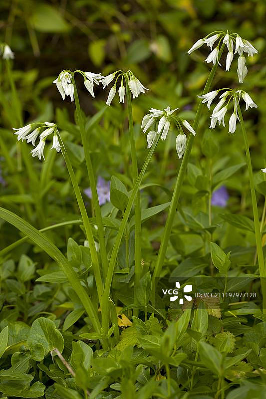 开花的三棱韭，西班牙安达卢西亚图片素材