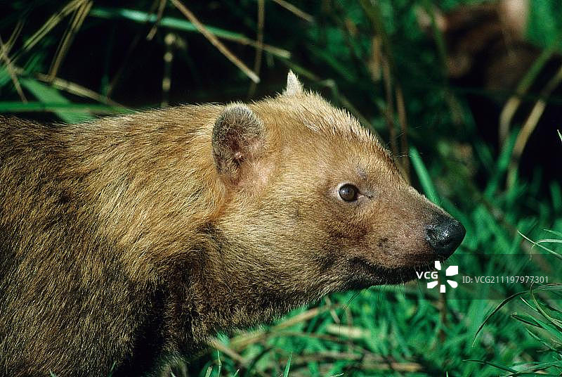 丛林犬（Speothos venaticus）成年雄性肖像图片素材