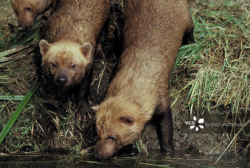 三只丛林犬在水边饮水图片素材