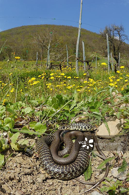 西部鞭蛇（Hierophis viridiflavus），成年，在意大利田野边缘栖息图片素材