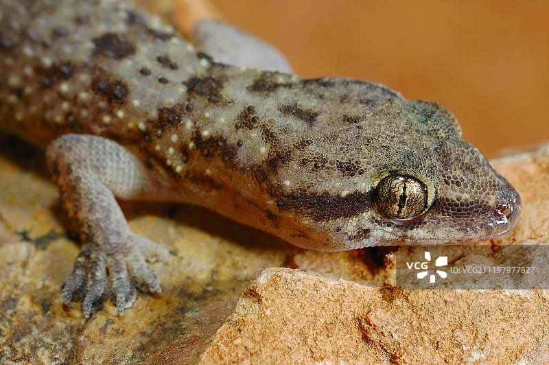 格兰特叶趾虎，成年，索科特拉岛，也门，西南亚图片素材