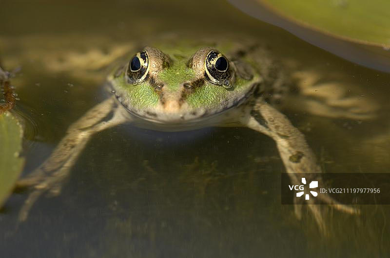 成年沼泽蛙，在水中，英国野生动物中心，欧洲，英国图片素材