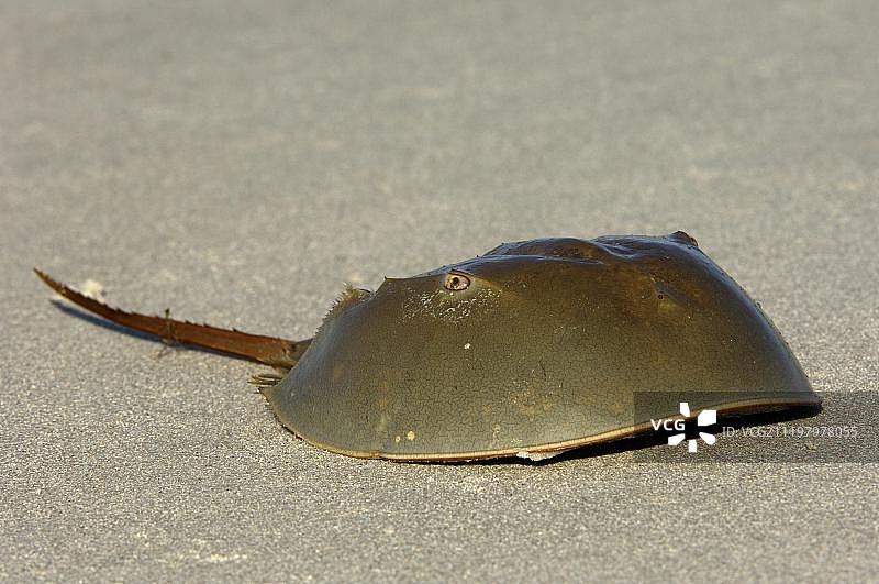 海滩上的成年鲎（Limulus polyphemus），美国佛罗里达州图片素材