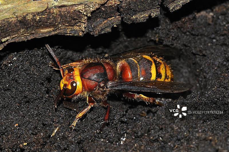欧洲大黄蜂蜂后（越冬期），英国牛津郡图片素材
