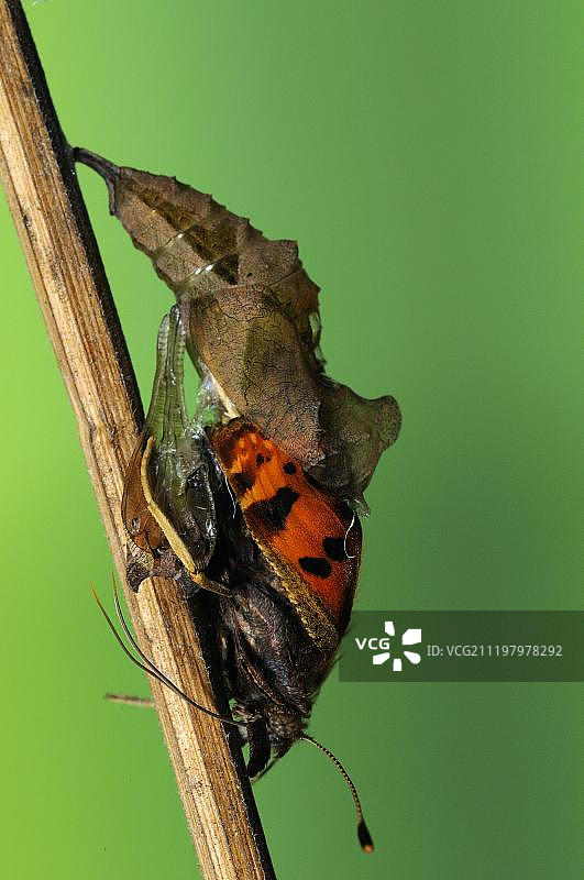 英国牛津郡从蛹中孵化的赭色蛱蝶图片素材